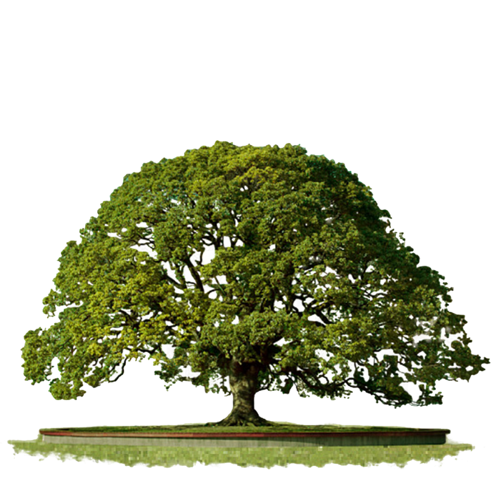 Древо балшое и Малинка