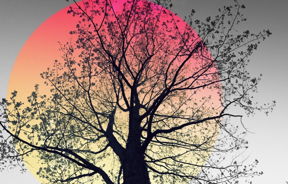 Красивое дерево