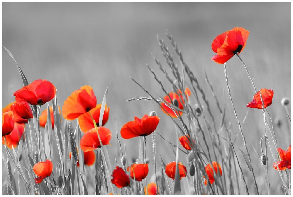 Маки на сером