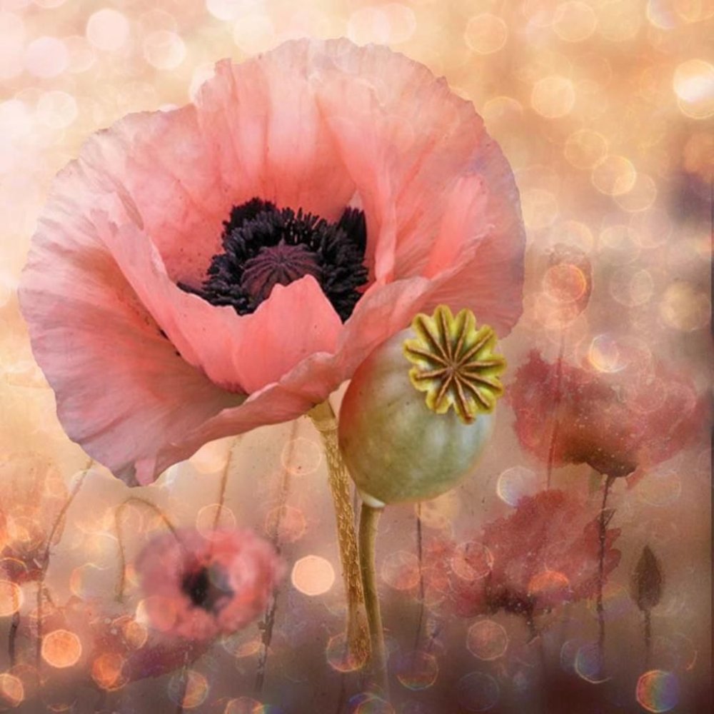 Нежно розовые маки