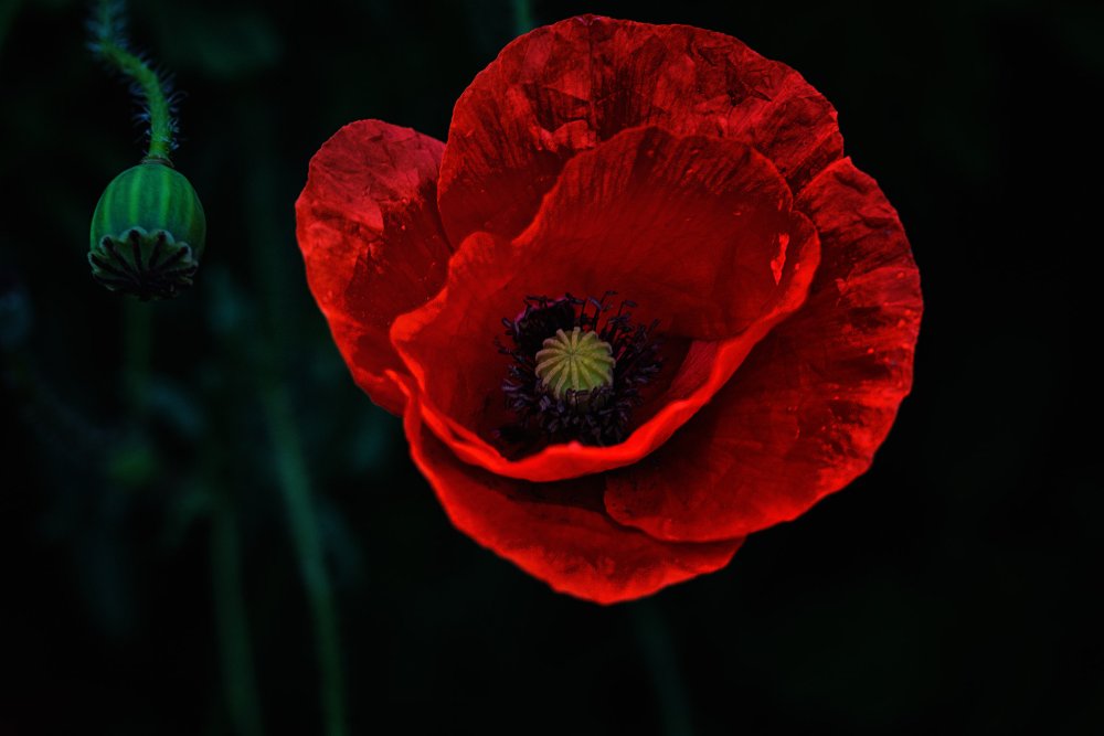 Чёрный Мак тюлюпан