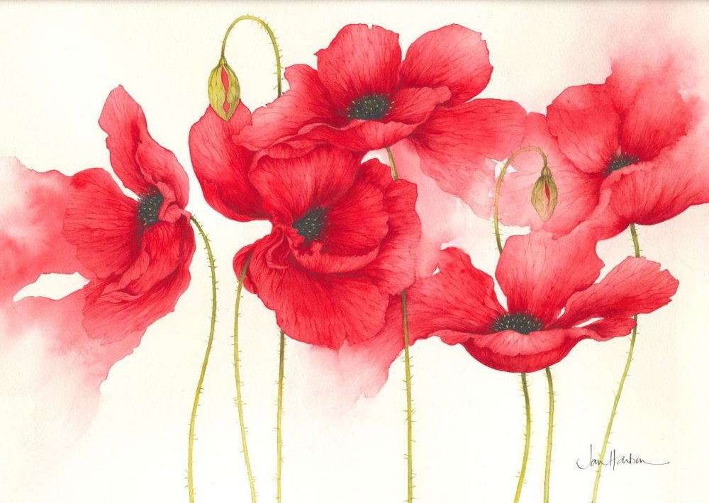 Маки Кодзуэ