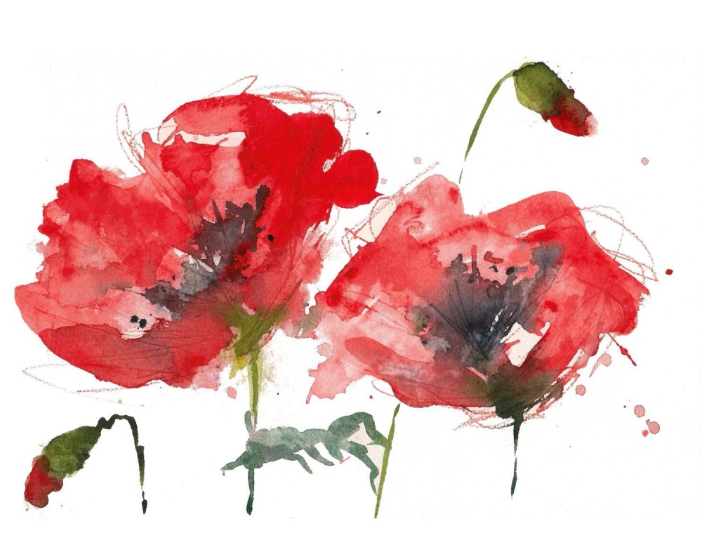 Маки акварелью