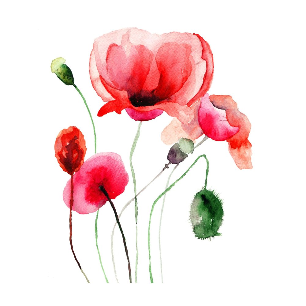Акварельные маки