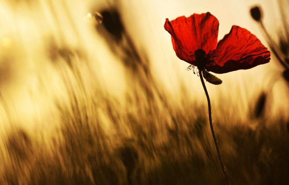 Падает свет на цветок Мак