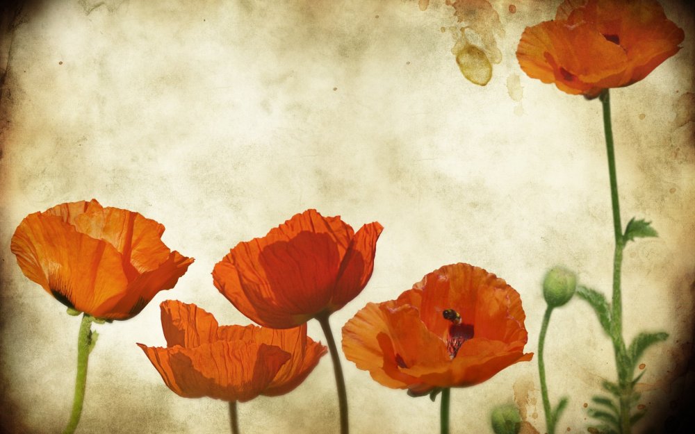 Красные маки акварель