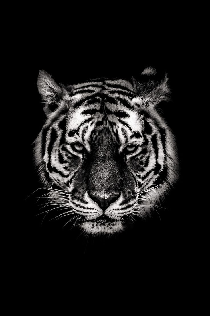 Тигр на черном фоне