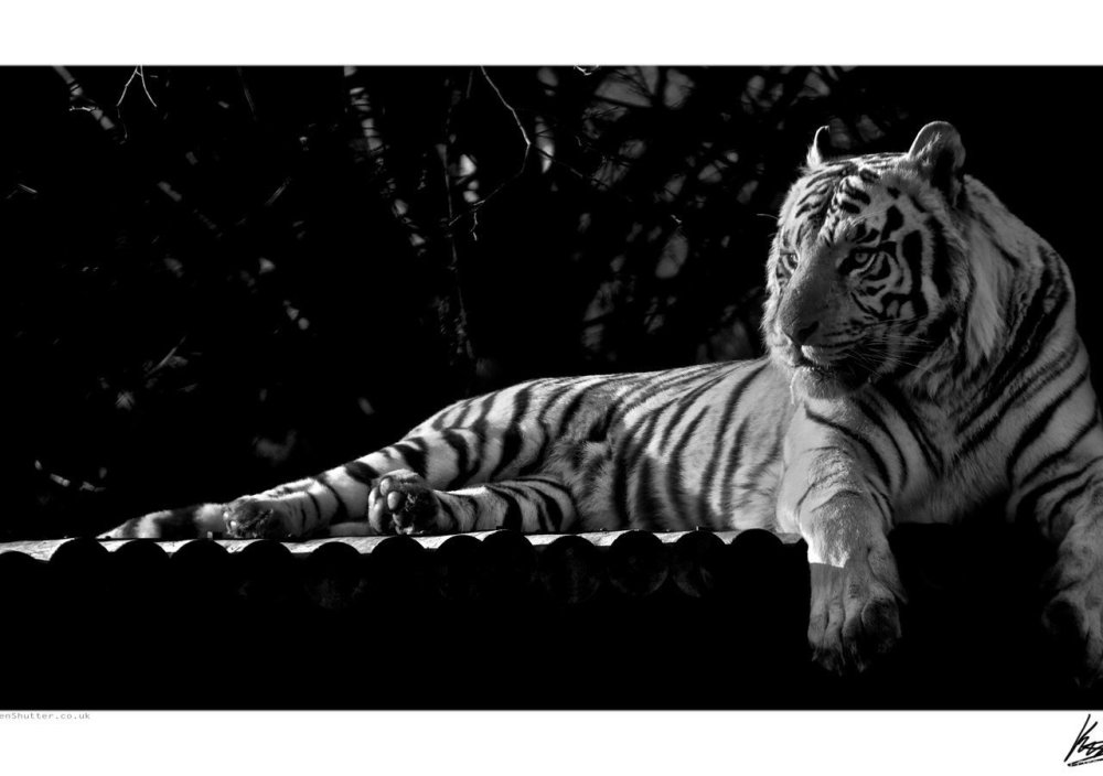 Тигр на черном фоне