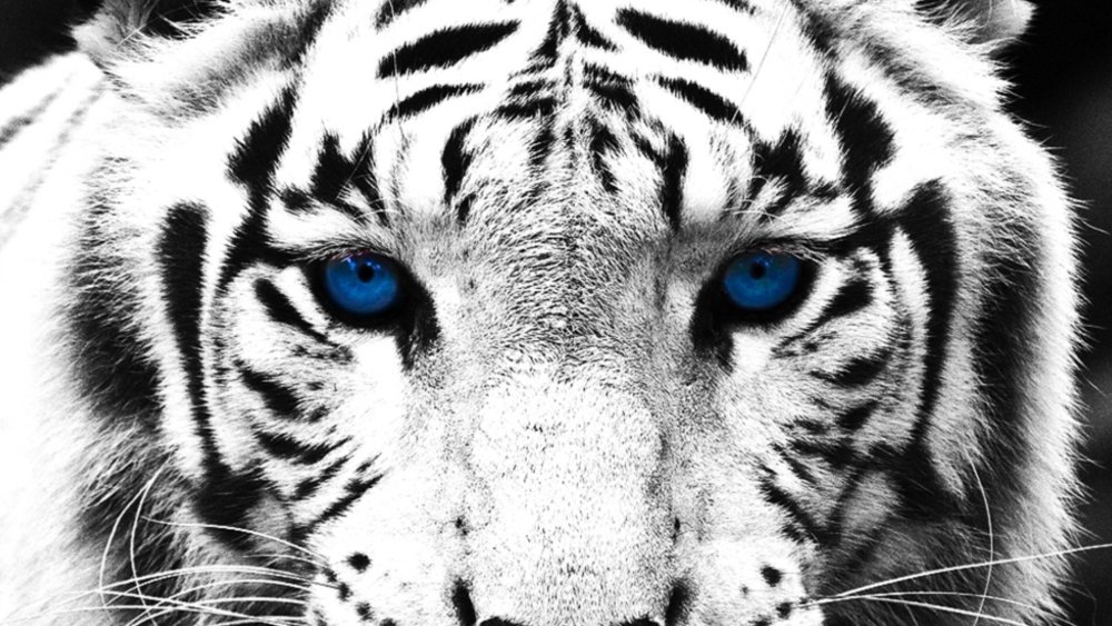 Белый тигр с голубыми глазами