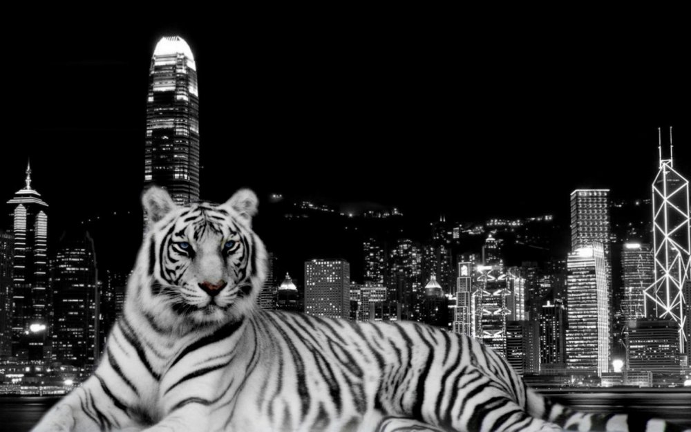 Тигр на фоне города