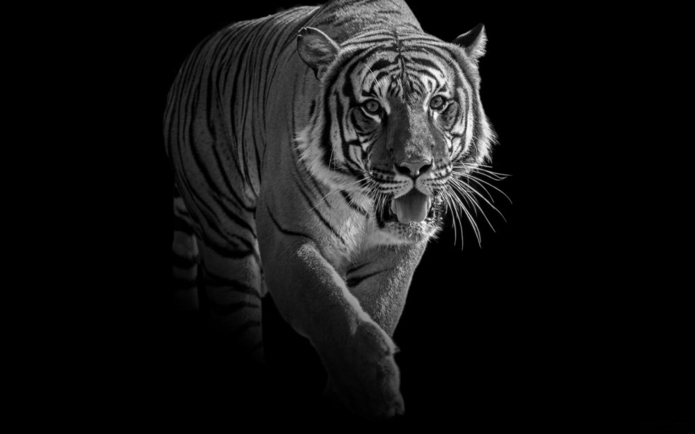 Тигр на черном фоне
