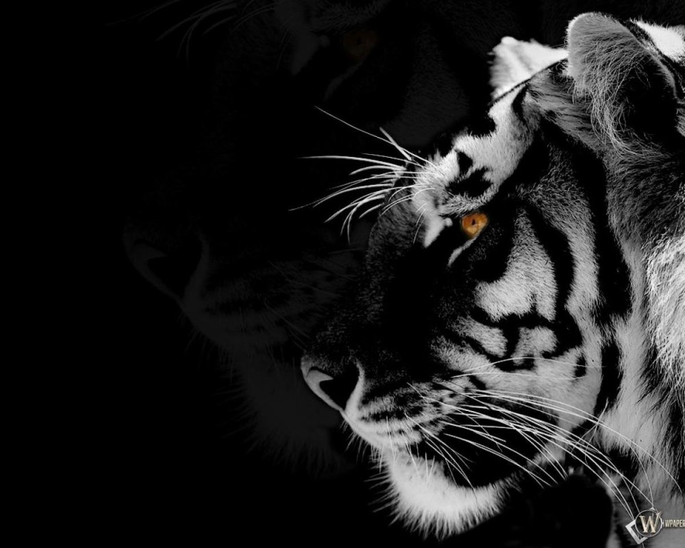 Тигр на черном фоне