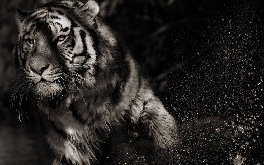 Черный тигр Кишан