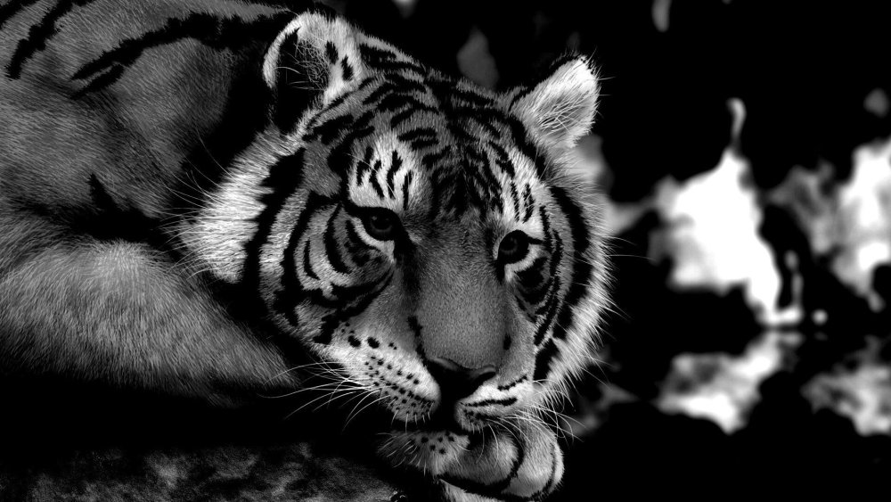 Черный тигр