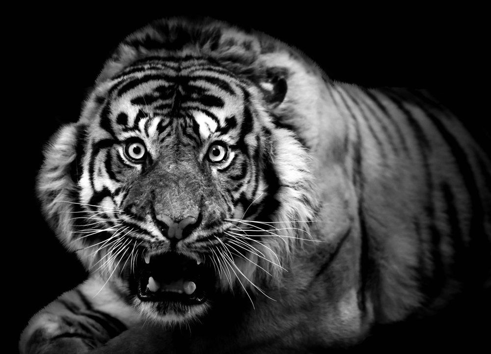 Морда тигра