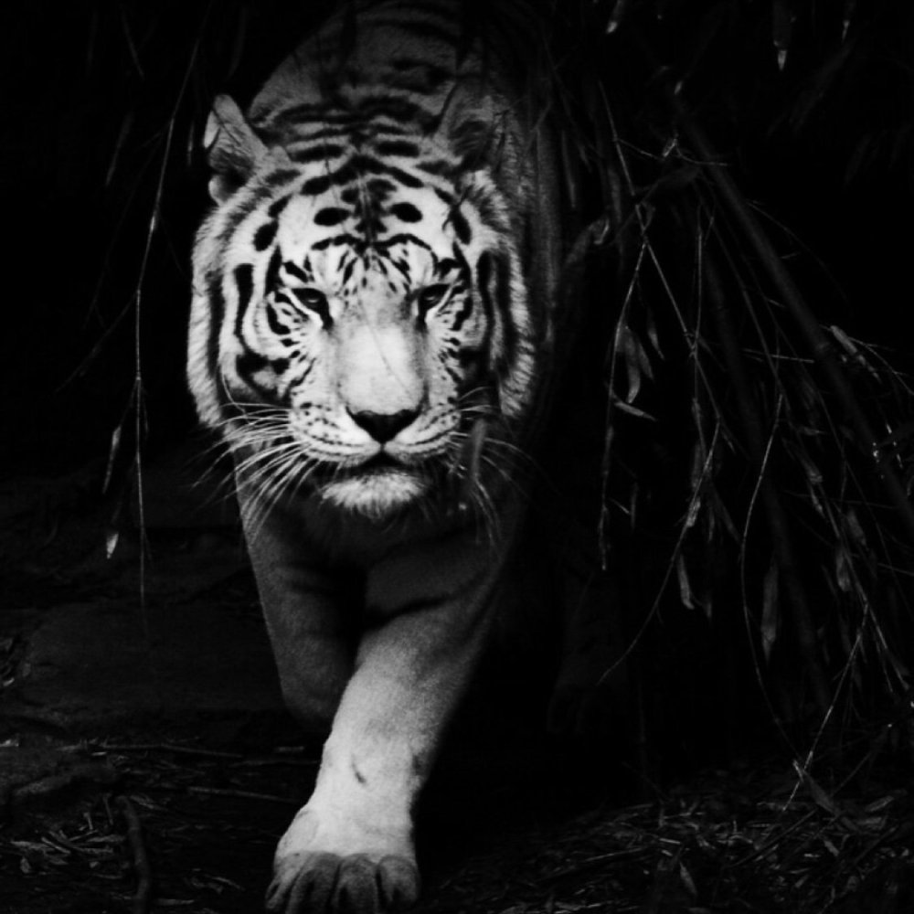 Белый тигр на черном фоне