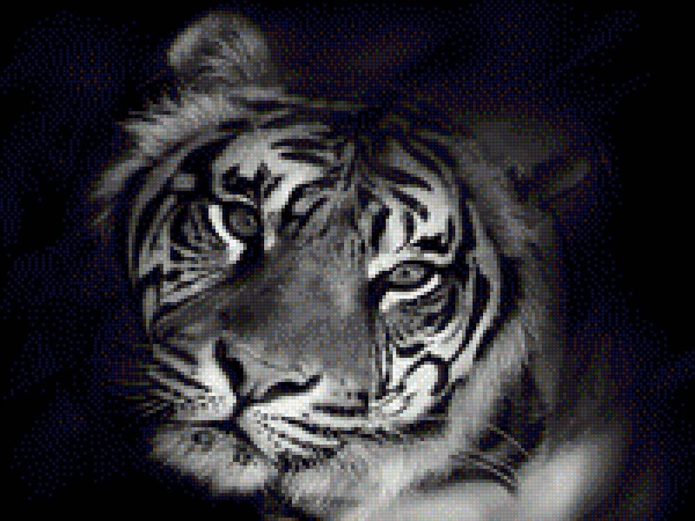 Блэк Тайгер