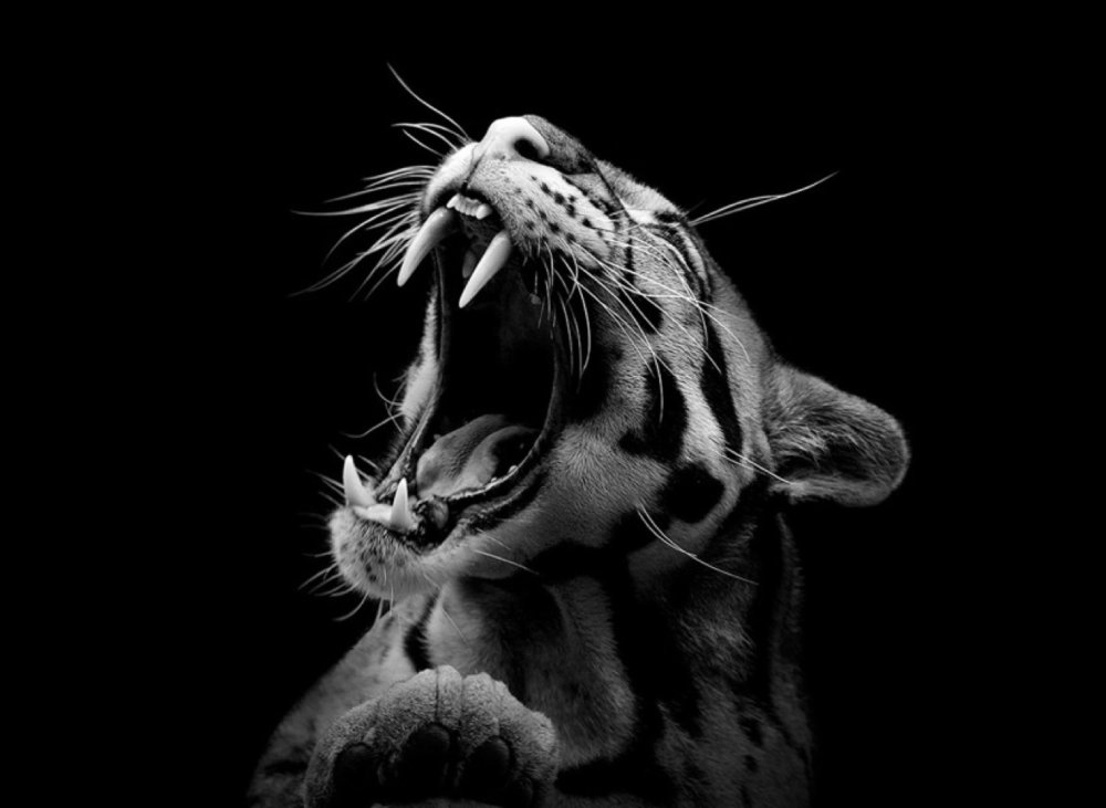 Животные на черном фоне