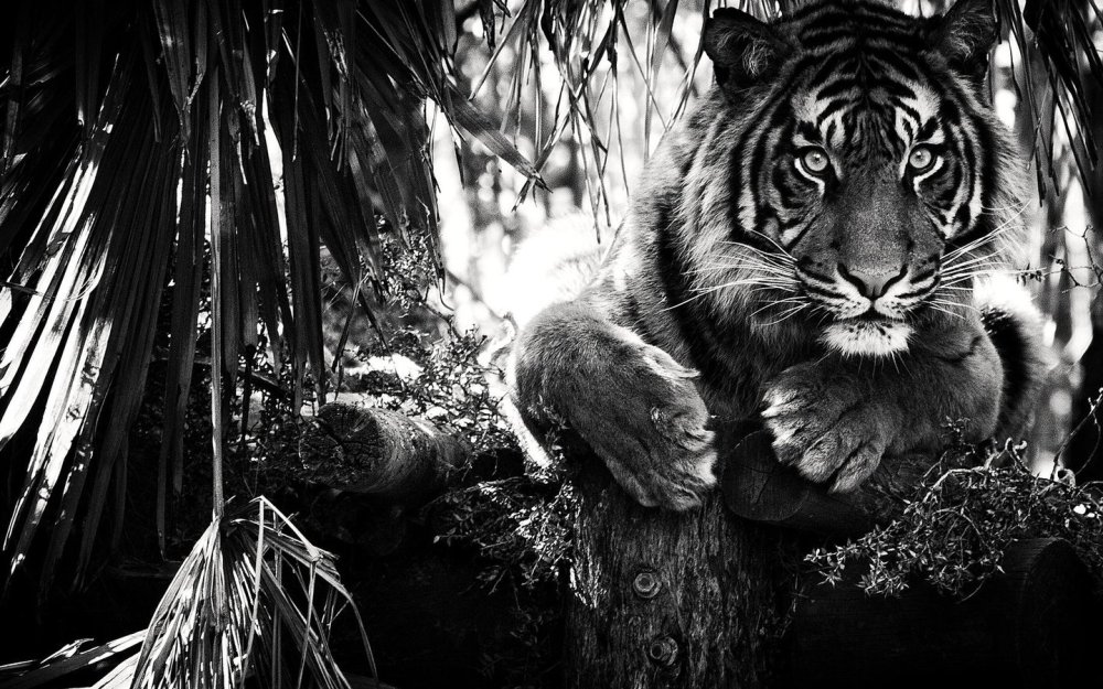 Красивый тигр