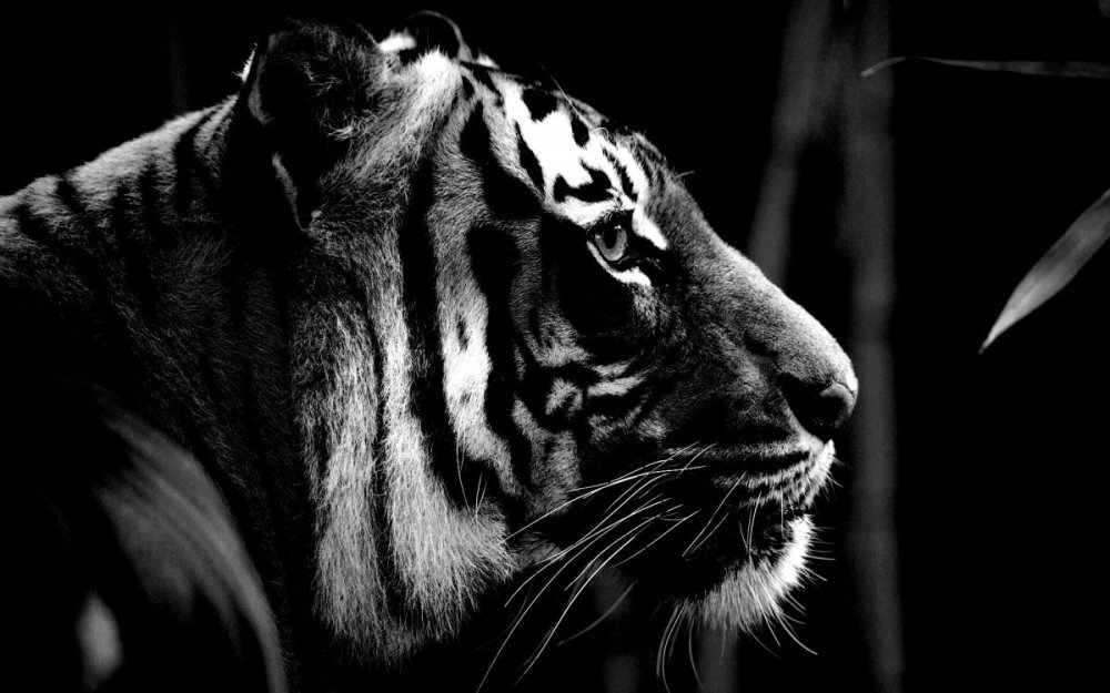 Черный тигр Кишан ярость