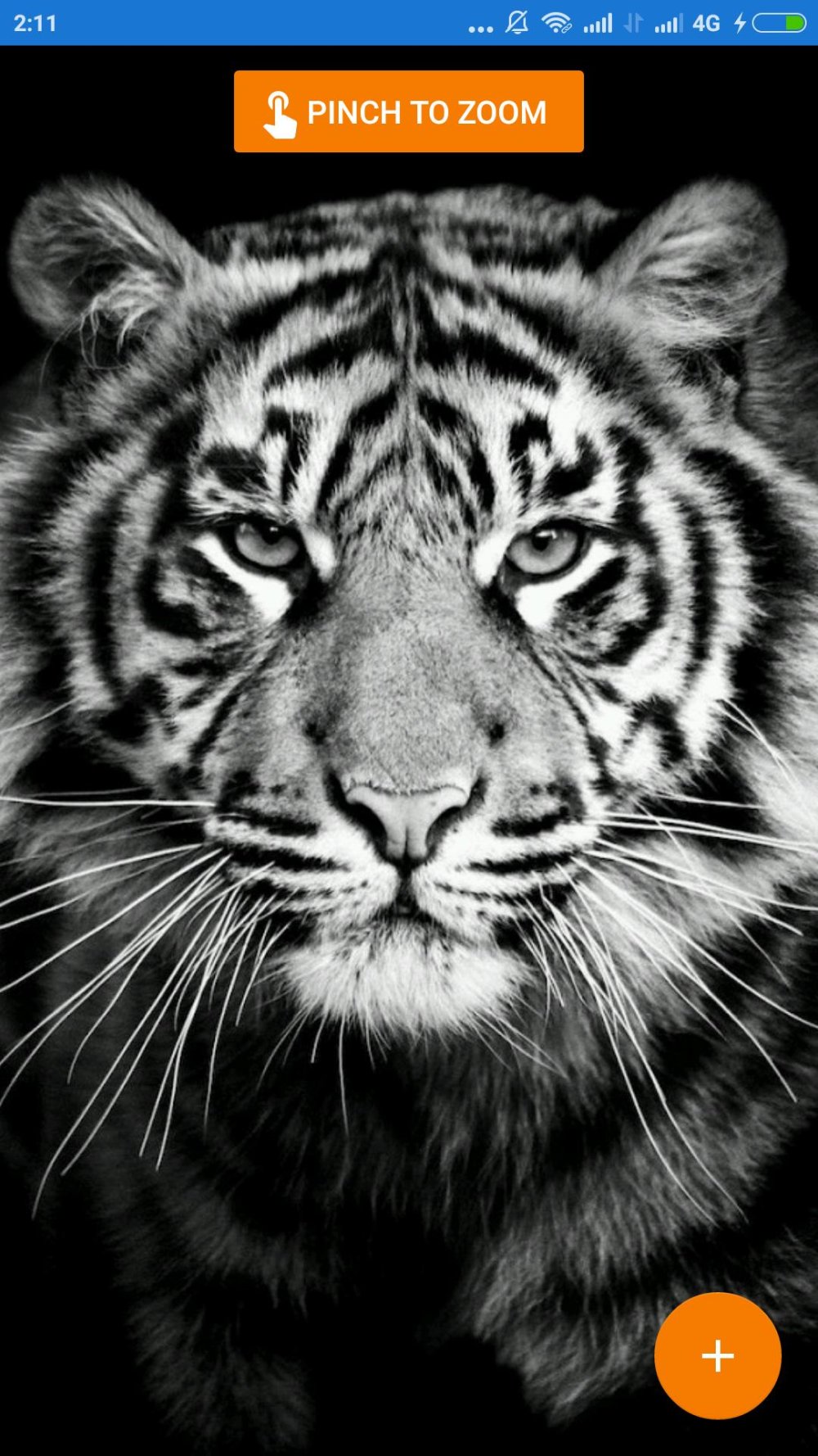 Тигрица черно белая