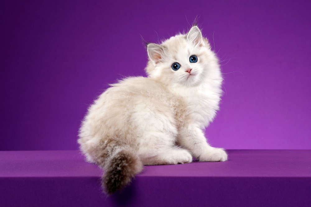 Милые котики