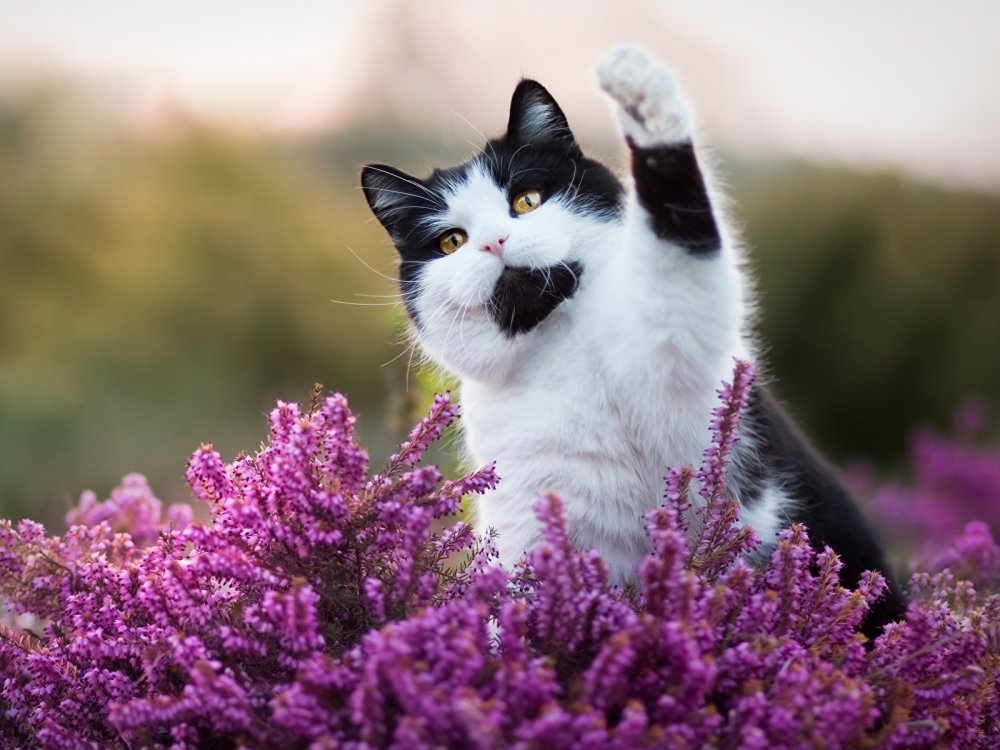 Милые кошки