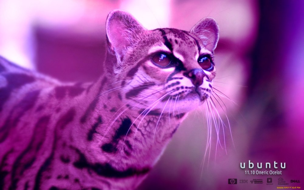 Сиреневый кот