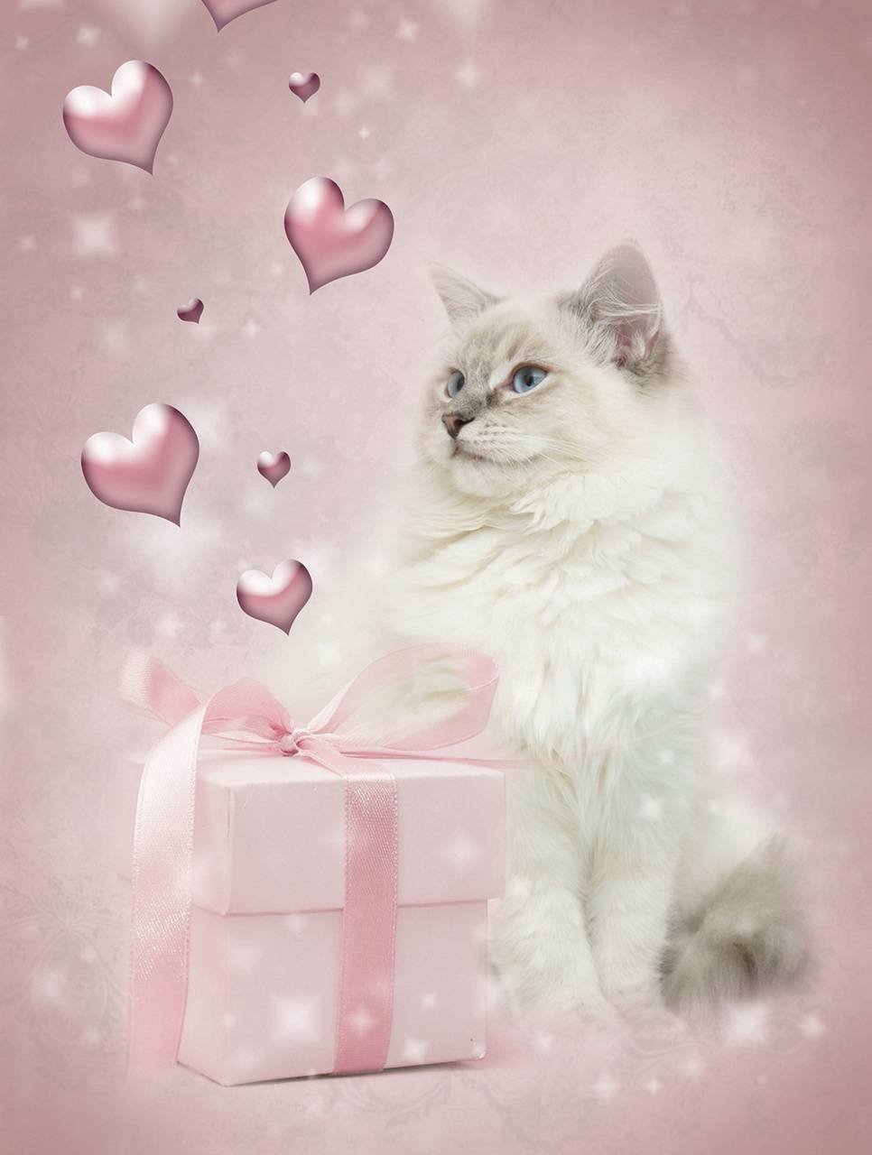 Котята на розовом фоне