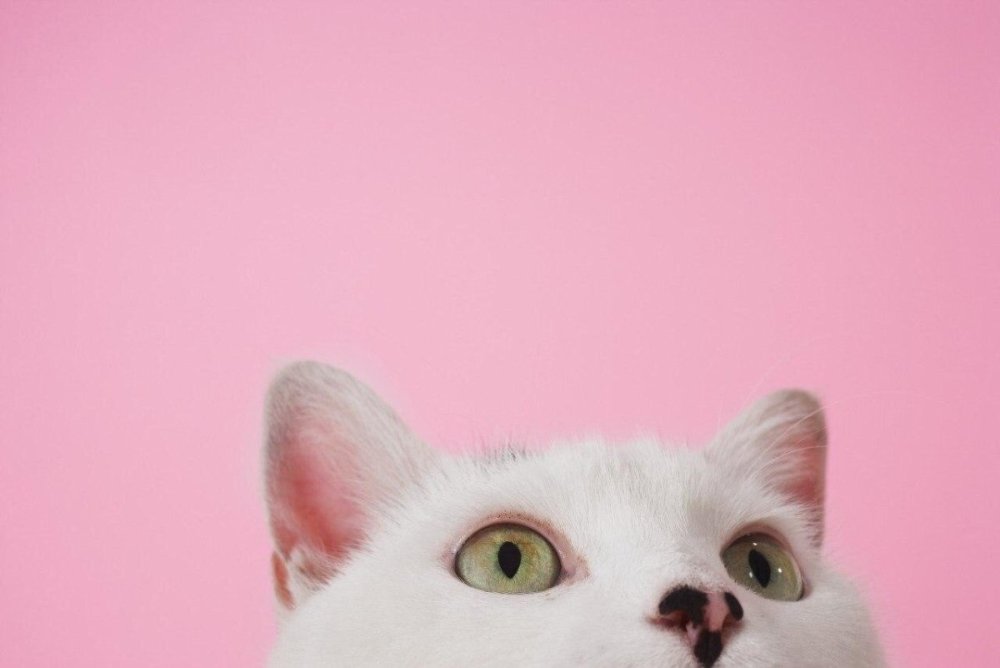 Розовый котик