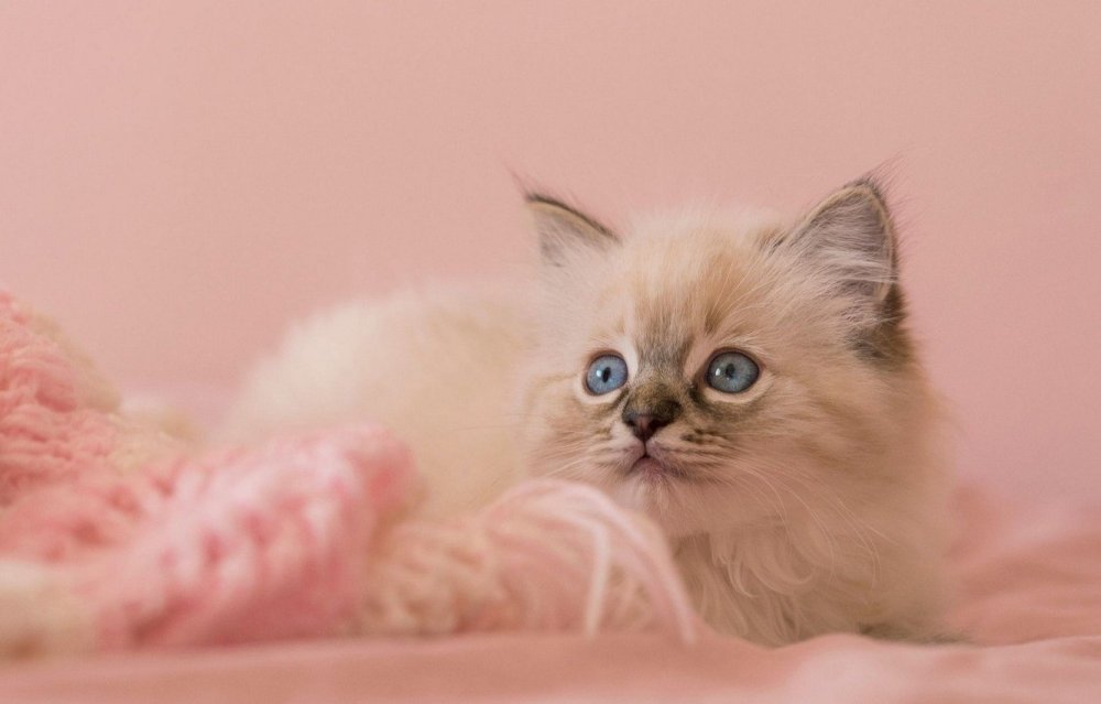 Рэгдолл персиковый котенок