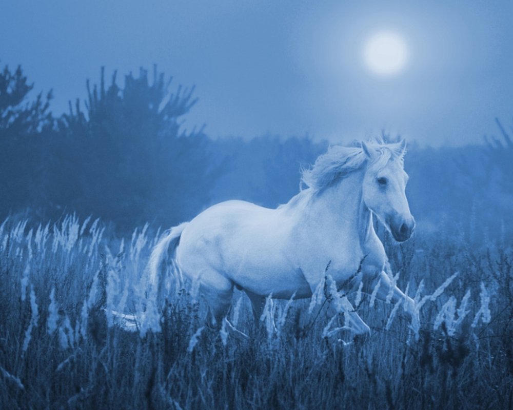Лошадь ночью
