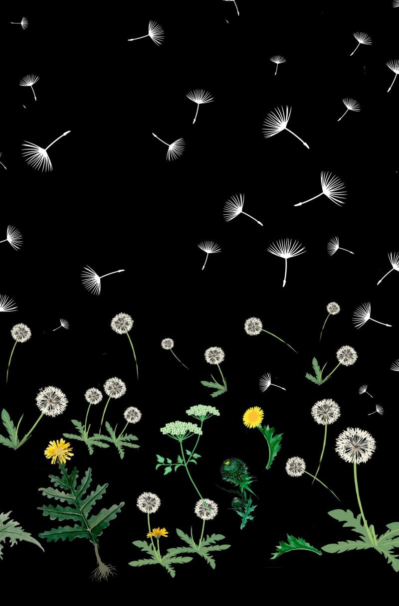 Одуванчик черный на белом фоне