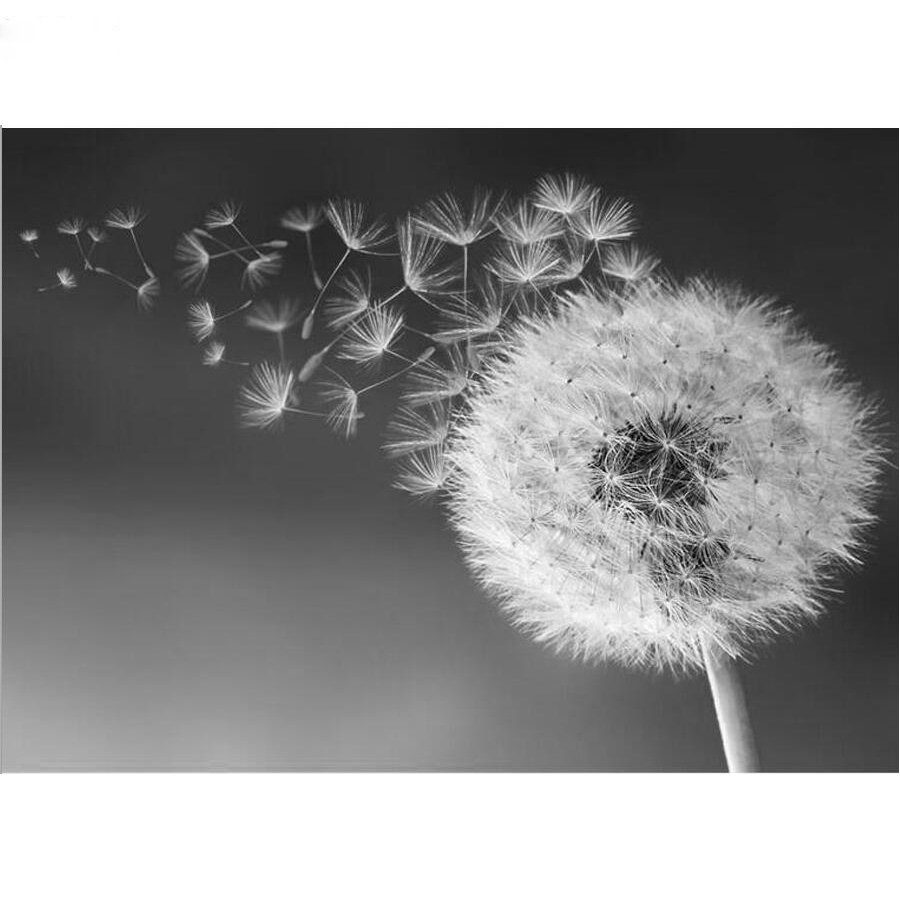 Одуванчик белый