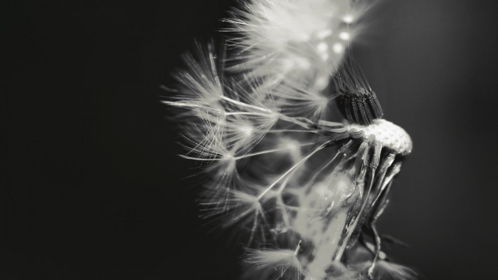 Одуванчик макро чб