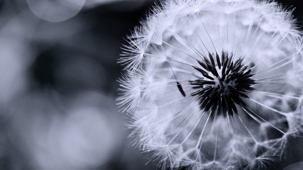 Одуванчик черно белый