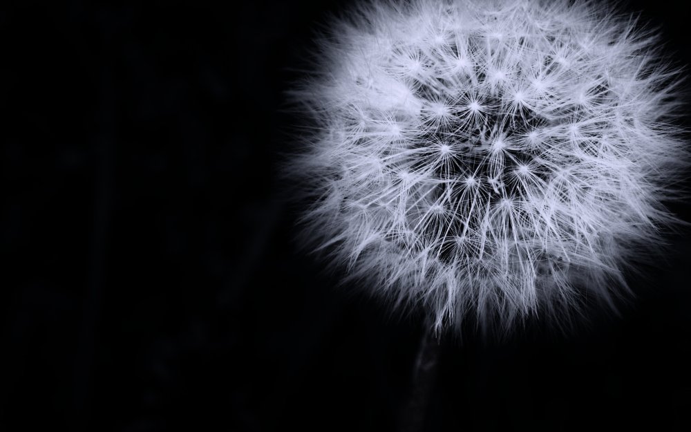 Одуванчик текстура