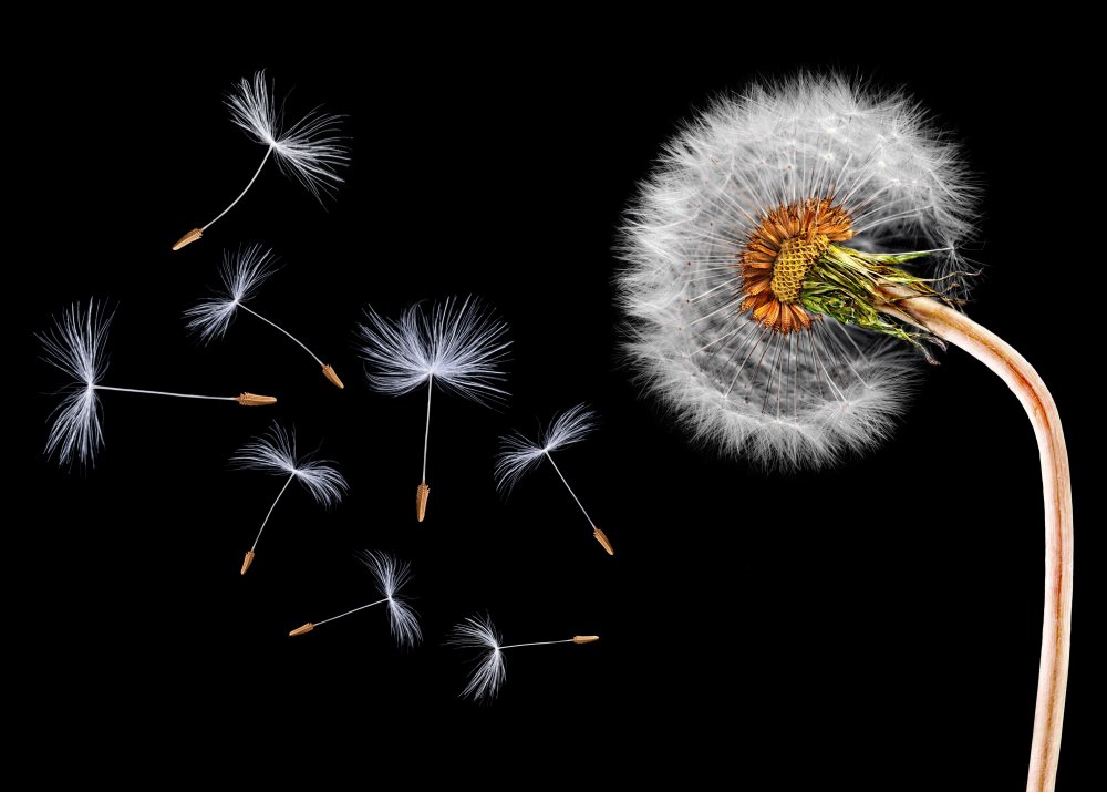 Одуванчик на черном фоне