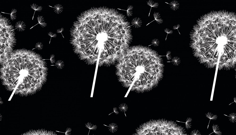 Одуванчик на черном фоне