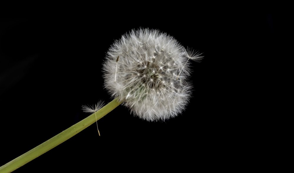 Одуванчик белый