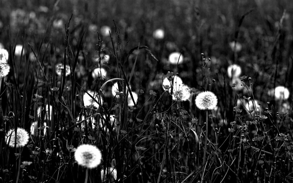 Поле одуванчиков