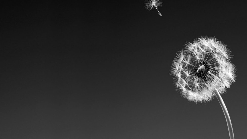 Одуванчик на черном фоне