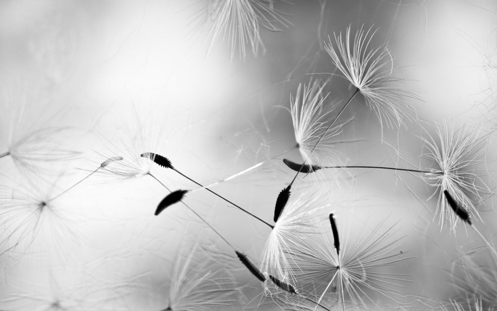 Одуванчики абстракция