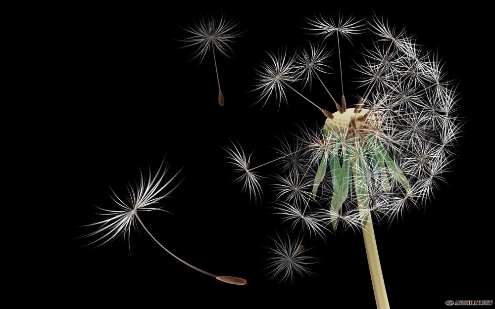 Одуванчик на черном фоне