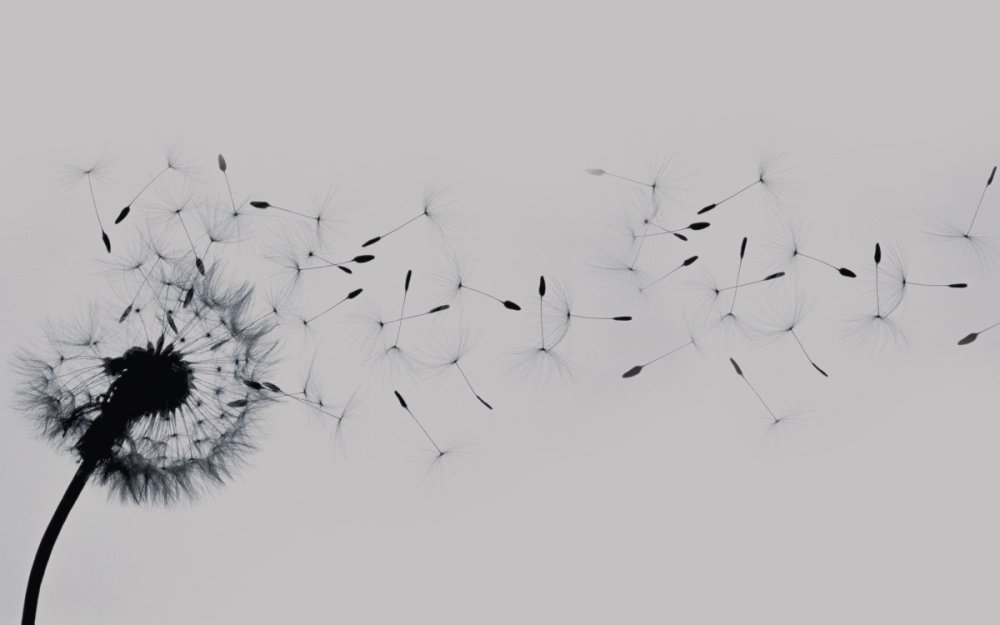 Одуванчик на белом фоне