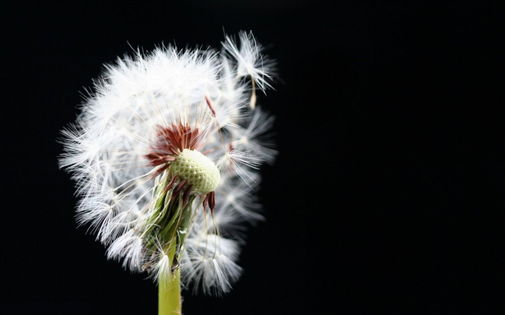 Пух одуванчика