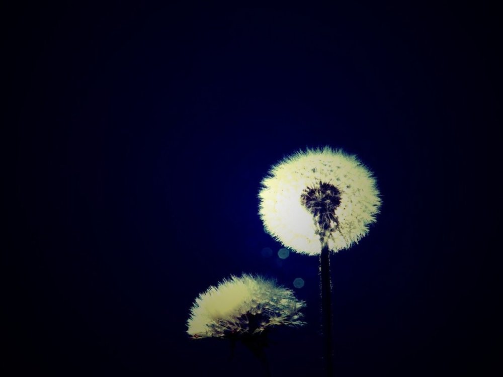 Одуванчик в ночи фото