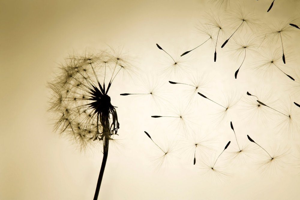 Фотообои одуванчик