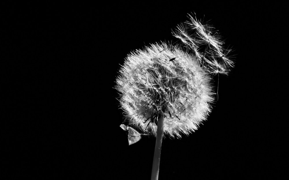 Обои темные одуванчики