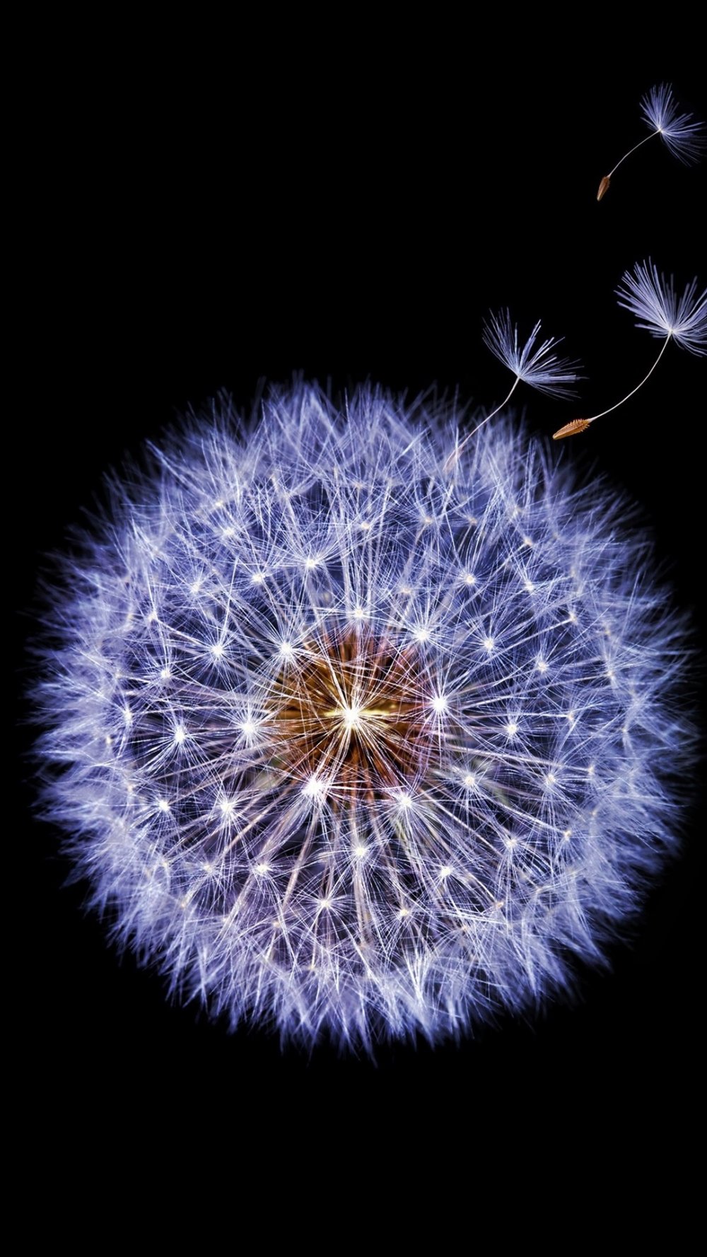 Одуванчик на черном фоне